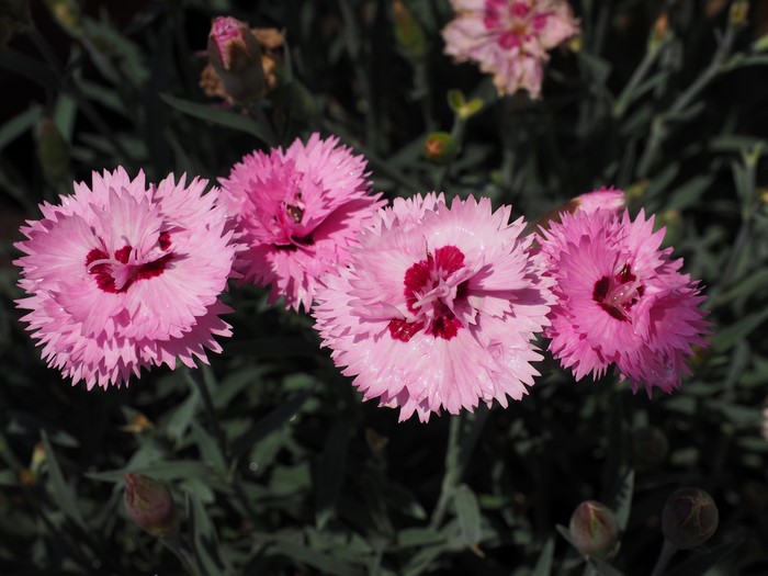 Four pink carnations with dark centers