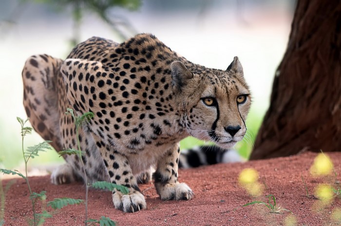 Cheetah crouching on red dirt near a tree