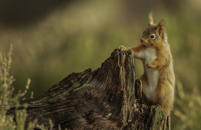 Red Squirrel on a Tree Stump
