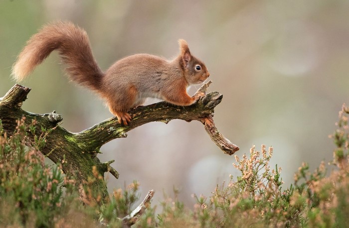 Red squirrel on a branch with bokeh background