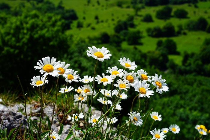 Many white camomiles in a green landscape