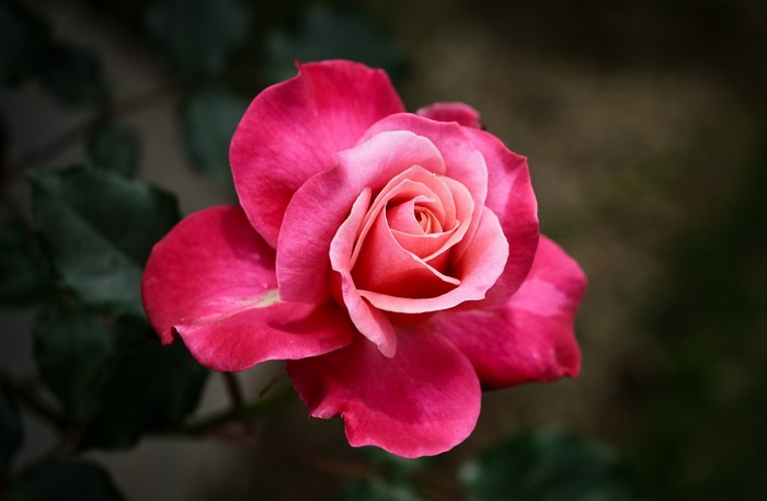 4K Pink Rose Closeup