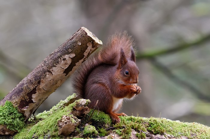 4K Squirrel on Mossy Forest Log