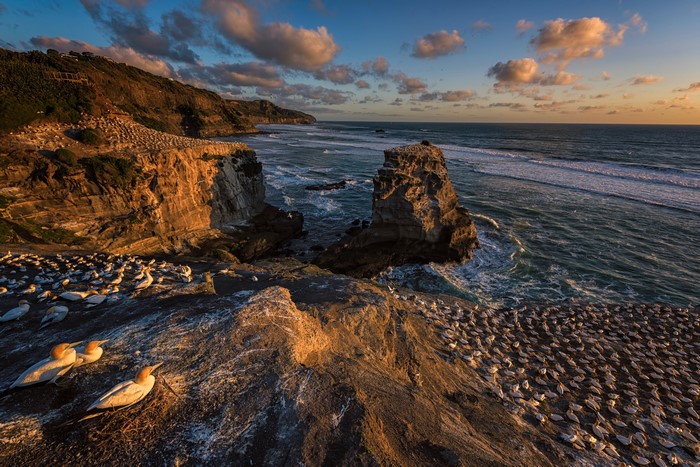 Gannets on Muriwai Regional Park Coast, New Zealand