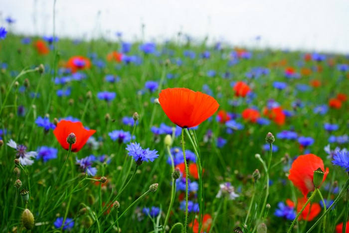4K Red Poppies and Blue Cornflowers on Grasslands