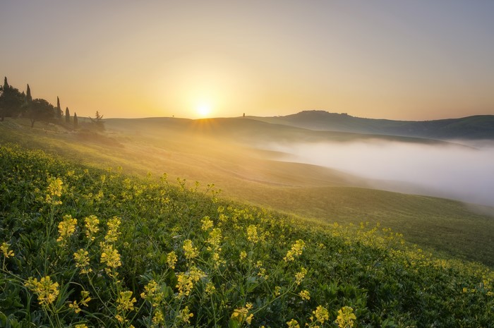 Sunrise over foggy Tuscan hills with yellow flowers