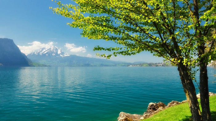 Lake and Mountains with Tree in Foreground