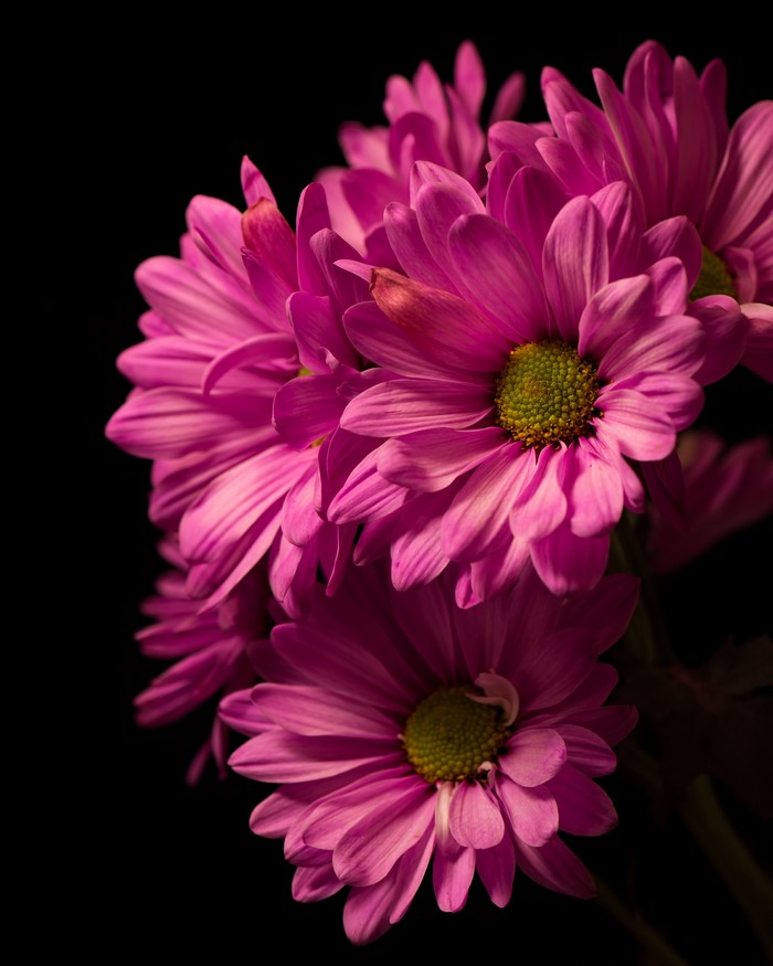 Pink Chrysanthemums on Black Background