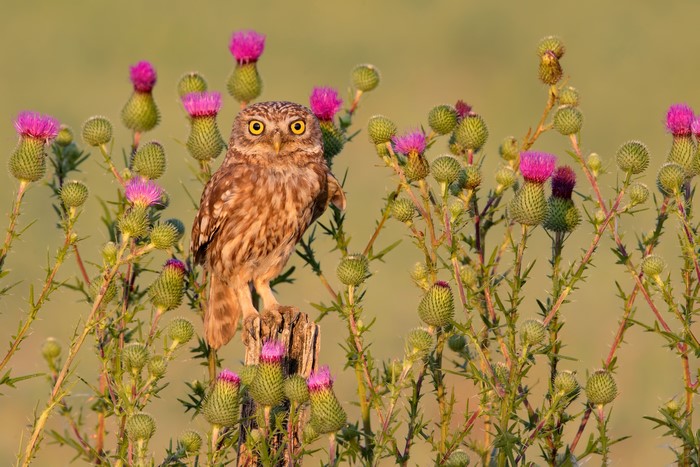 Little owl perched on a stump surrounded by thistles