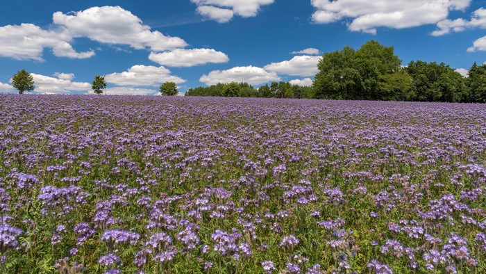 Field of purple phacelia flowers in Germany under a cloudy sky