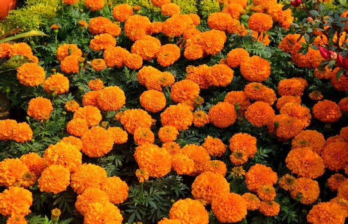 Many orange Tagetes flowers