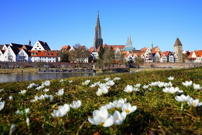 Ulm Minster and city skyline with crocuses in the foreground