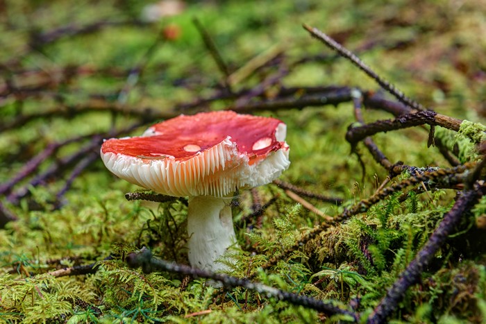 Red mushroom on mossy forest floor with branches