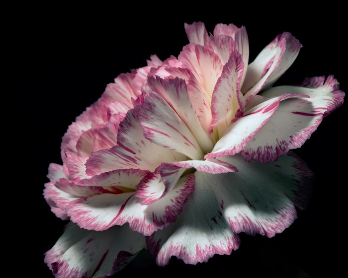 4K Carnation flower with pink stripes
