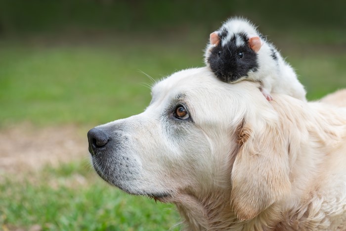 Golden Retriever with a Guinea Pig on its head