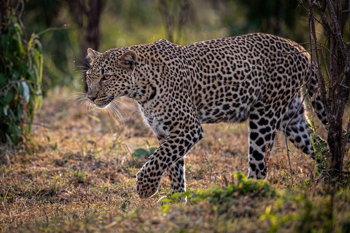 Leopard walking in a forest