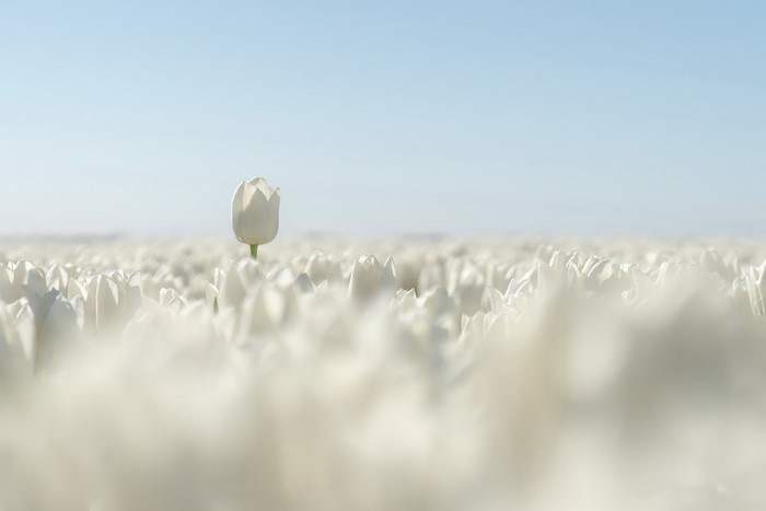Field of White Tulips Under a Blue Sky