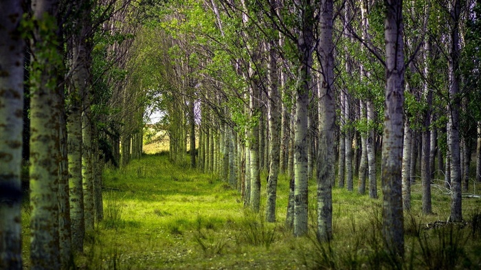 A path through a dense forest of tall trees