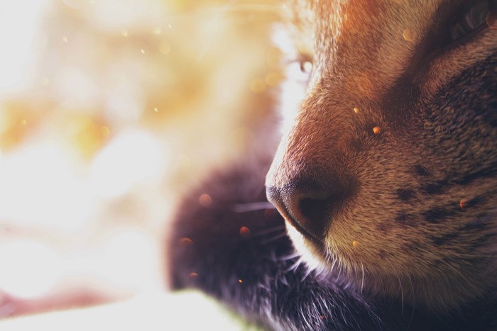 4K Closeup of a Cat's Nose with Bokeh