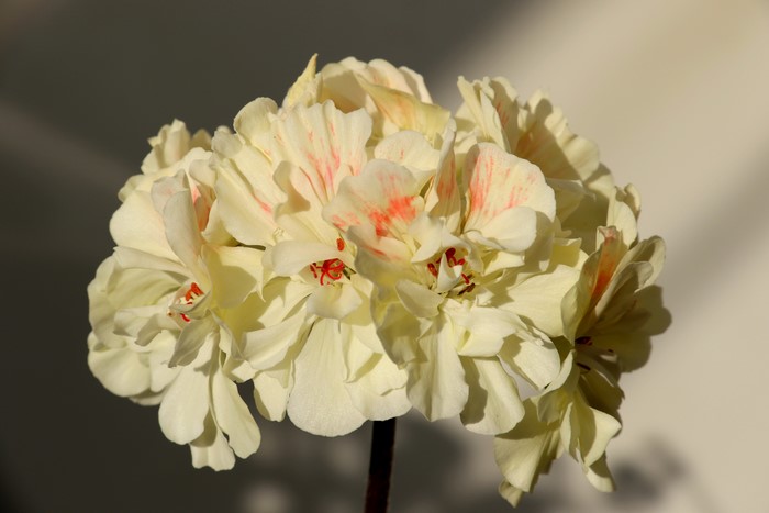 4K Pelargonium Closeup