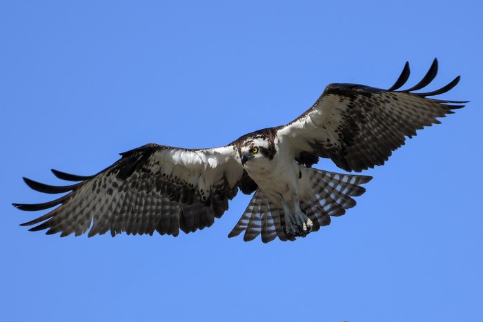 Osprey in flight against a blue sky
