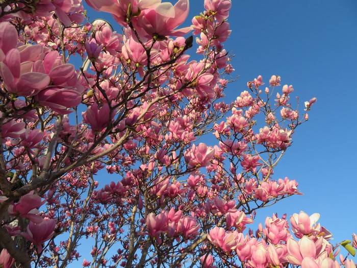 Pink Magnolia Blossoms Against a Clear Blue Sky