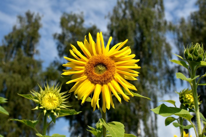 Sunflowers in bloom against a blue sky