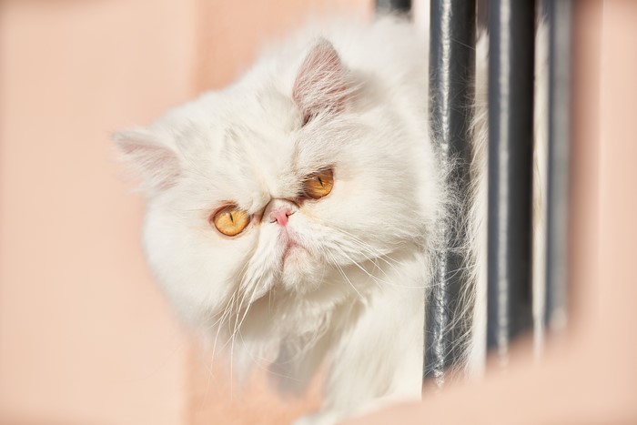 White Persian cat behind bars