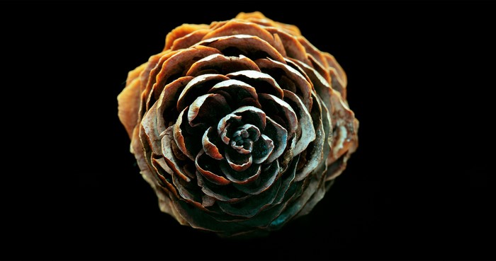 4K closeup of a pine cone on black background