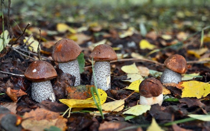Group of brown cap mushrooms in autumn foliage