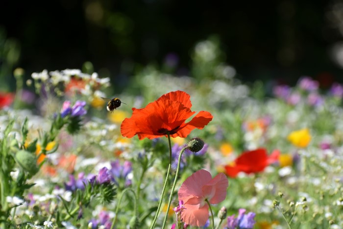 Bumblebee flying near red poppy in a field of wildflowers