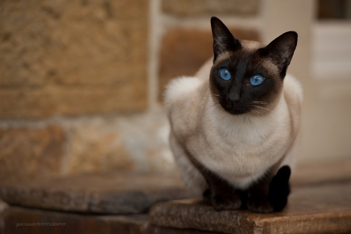 Siamese cat with bright blue eyes sitting on stone