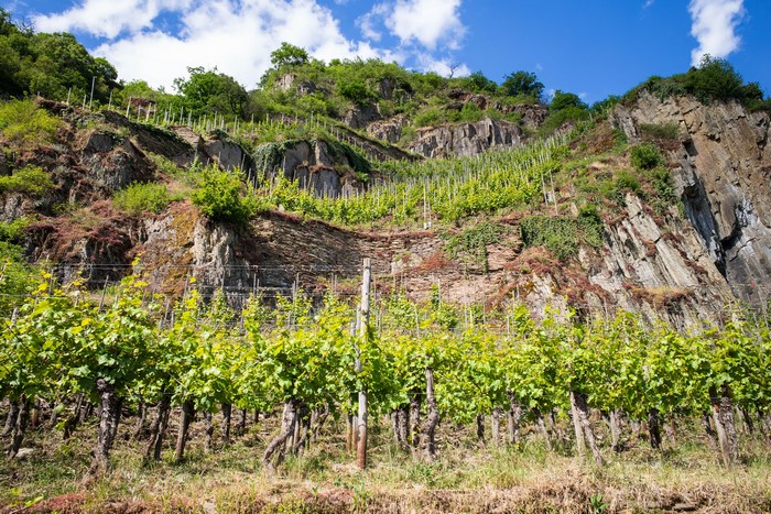 Vineyard on a steep rocky slope in Germany