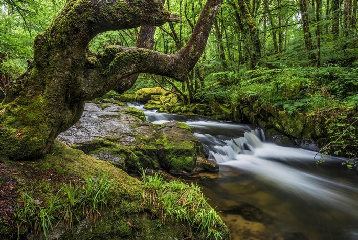 Mossy Trees and Stream in Cornwall, England