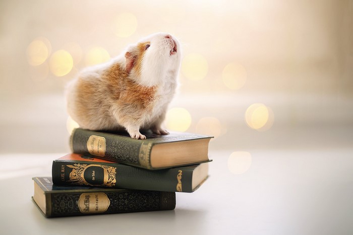 Guinea pig sitting on stack of books with bokeh background