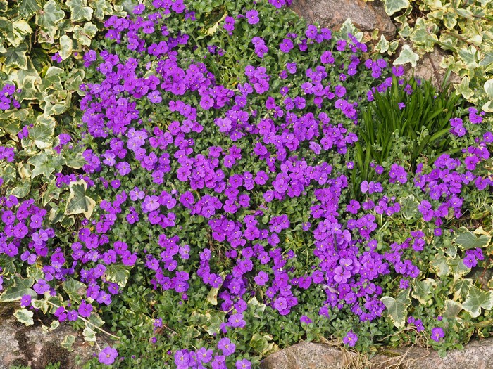 4K Aubretia Flowers