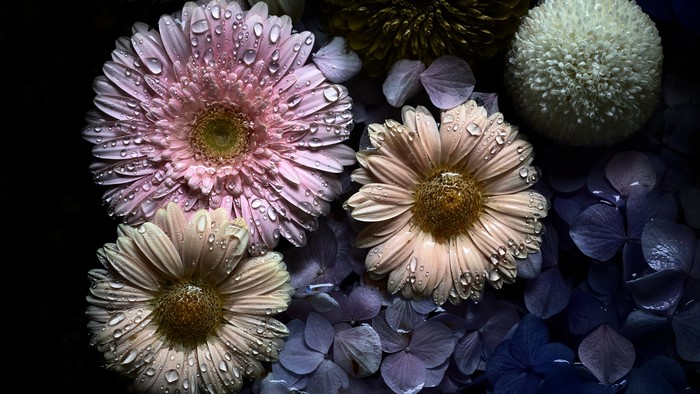 Gerberas with water drops on dark background