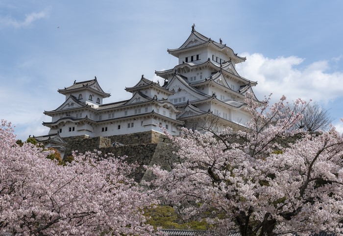 Himeji Castle in Japan with Cherry Blossoms