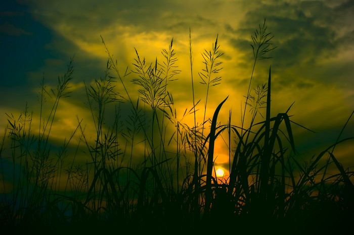 Sunset over grass silhouette