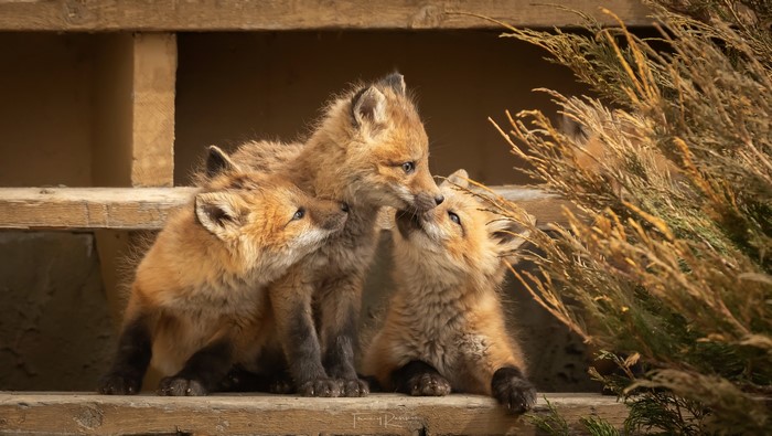 Three Red Fox Cubs on Wooden Steps