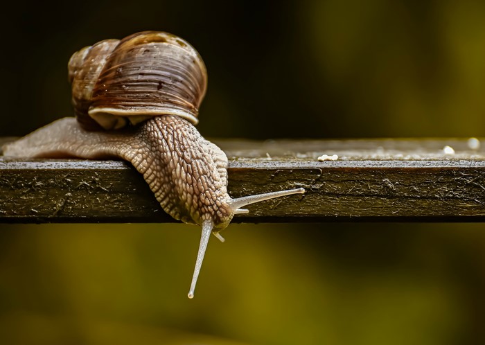 Snail on a wooden plank, closeup