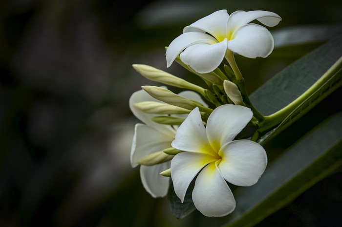 White Plumeria Flowers with Buds
