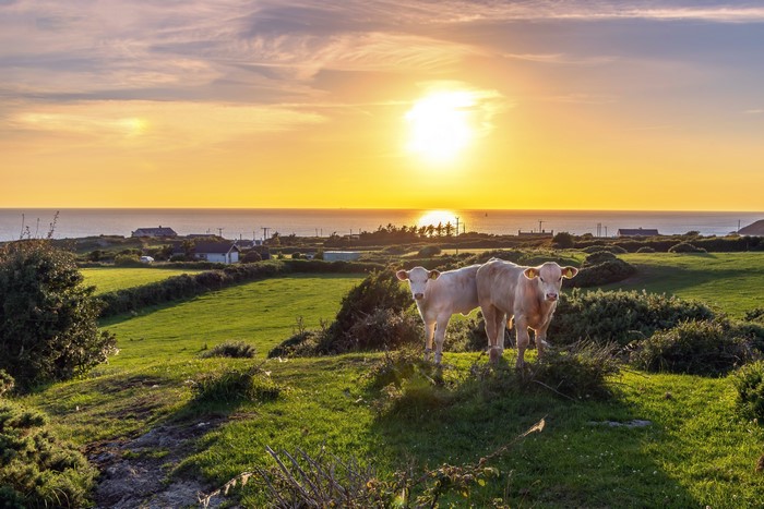 Two cows in a field at sunset