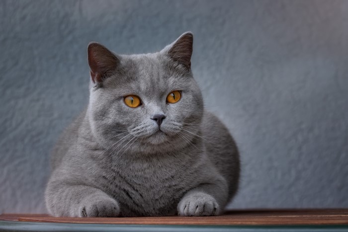British Shorthair cat with orange eyes