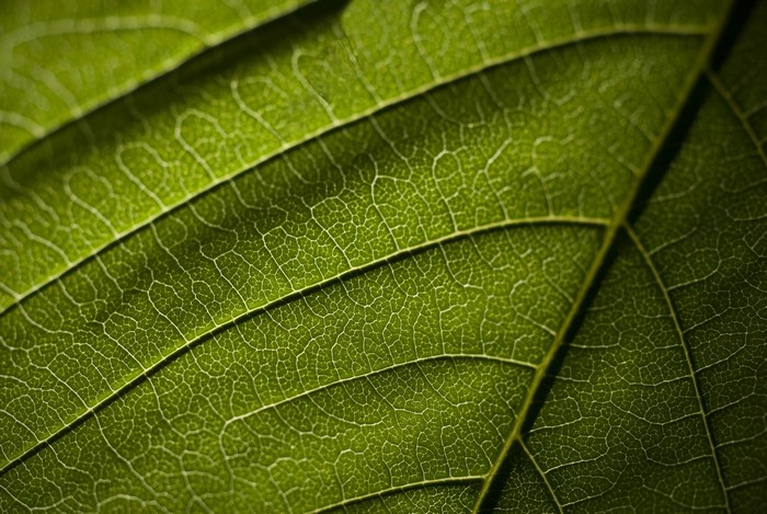 Close-up of green leaf texture with veins