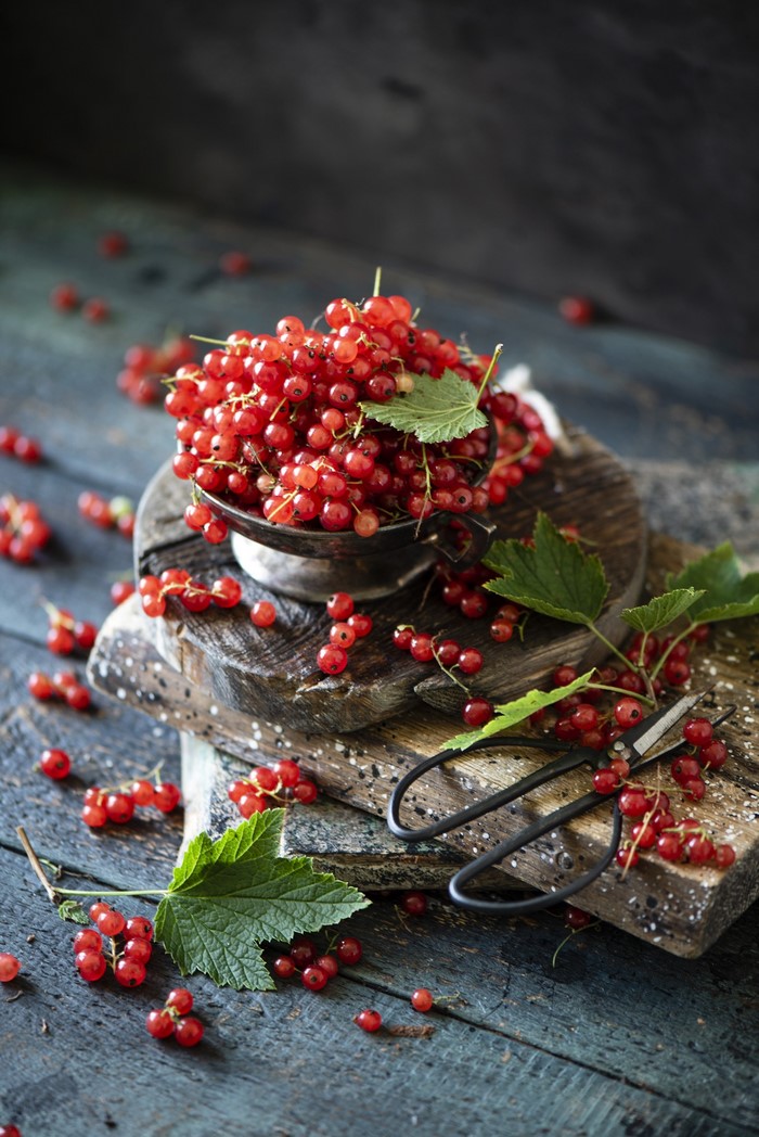 Red currants on wooden planks with scissors
