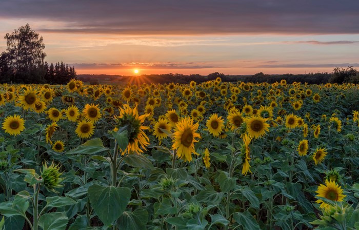 Sunflowers field at sunset in Herforst, Germany