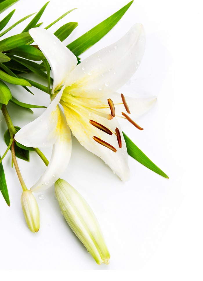 White lily flower with buds and green leaves