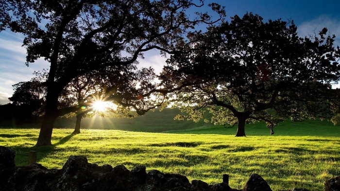 Sunlight shines through trees onto a grassy field