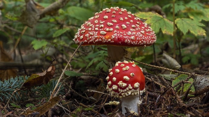 Two Amanita mushrooms in nature